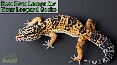 heat lamp leopard gecko